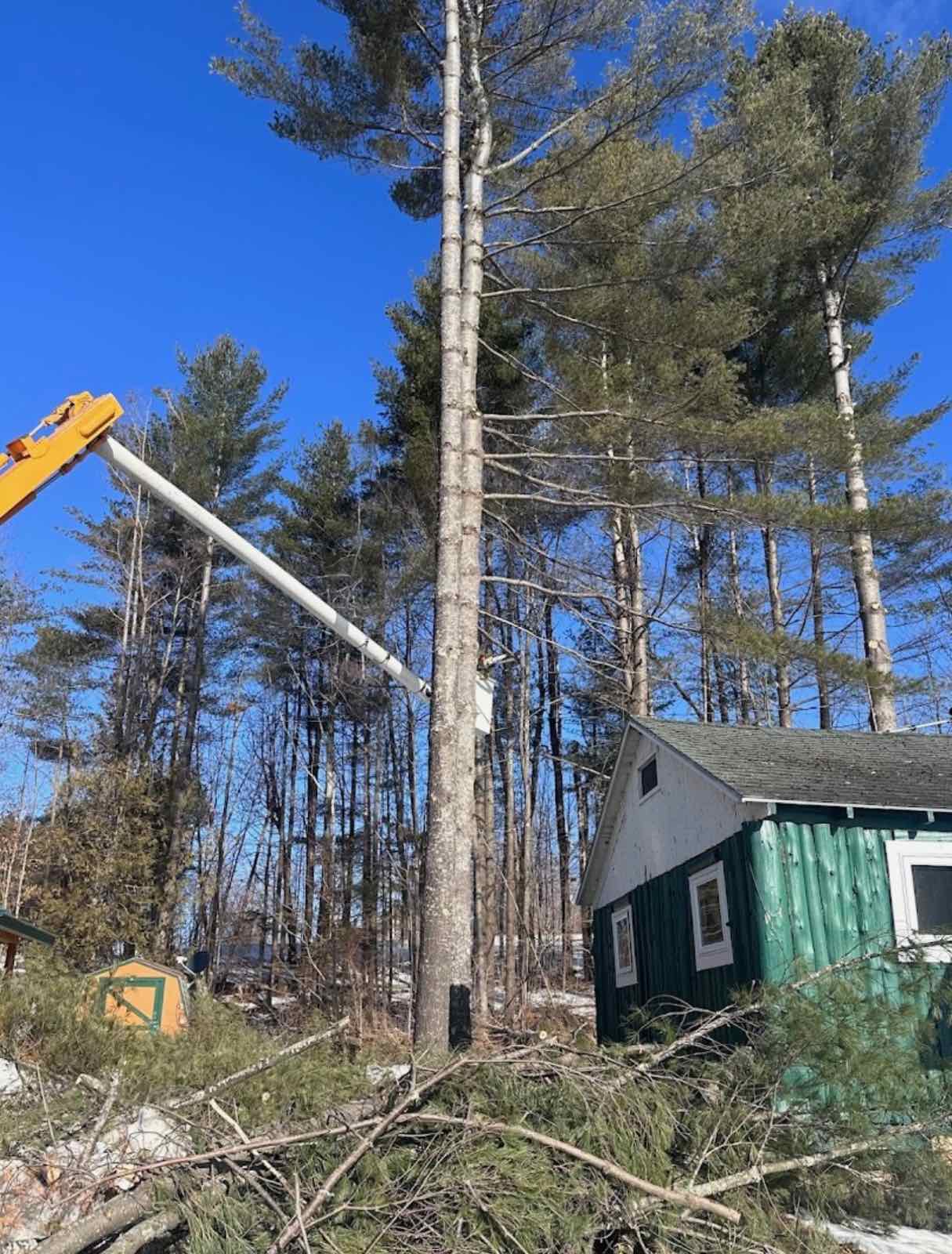 Tree Removal